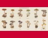 biology plate Mushrooms
