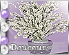 (K) Douceur Wed-PlantsV2