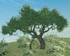 Rare Tree