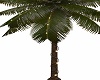 iK* lighted palm tree