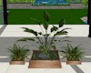 (LA) Plant in Planter