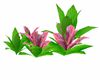 tropical beach plants