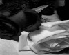 Black and White rose