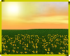 Sunflower Skies