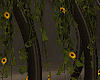 Ivy w Sunflowers