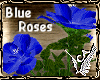 Roses In Bloom Blue