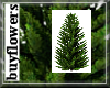 norfolk pine tree