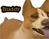 My Boo Dog - Buddy