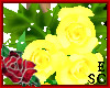 `Gift Roses Yellow