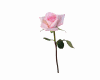 Animated flor rosa folha