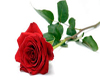 T - shirts RED roses
