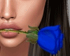 Valentine's Blue Rose