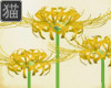 JK Spider Lilies Yellow