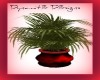 *Dynamit3*red&blk plant