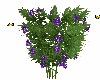 Butterfly Bush Purple 2