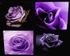 [P]purple roses bed