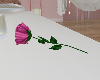 pink single rose
