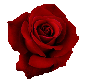 Big red rose