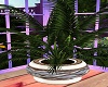 Big Plant