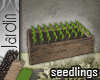 [MGB] J! Herb Seedlings