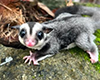 Sugar glider on head