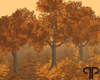 🤍P Autumn Trees