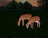 buck and doe deer