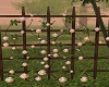 Roses on Fence