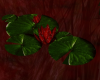 Red Romance lily&pads