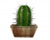 Country Cactus