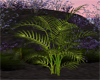 Bambo Shrub