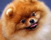 Dog Sounds