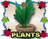 Ferns Plants