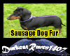 Sausage Dog Ears!