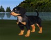 Rottweiler Puppy