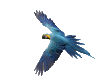 Parrot blue