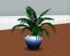 chv blue cafe plant