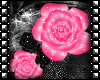 Sinz | Rose Pink Black