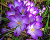 purple flowers 2