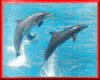 atlantis dolphins