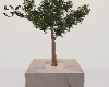SC Plant 13 - small tree