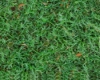 request lawn rug