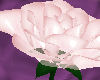 (V) Pink summer rose