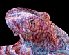 Aquarium Octopus