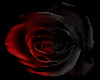 3 roses wallpaper
