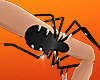🎃 FEAR SPIDER L 🎃