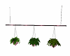 Allanis Hanging Plants