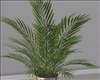 Re Realistic Plant