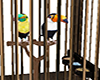 Pet Toucans in Cage