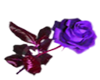 valentine rose purple